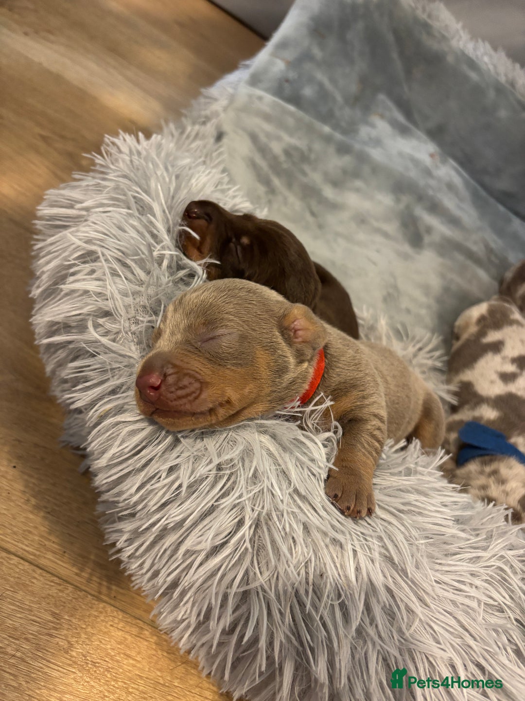 Miniature Dachshund dogs for sale: Beautiful rare miniature dachshund puppies - Advert 2