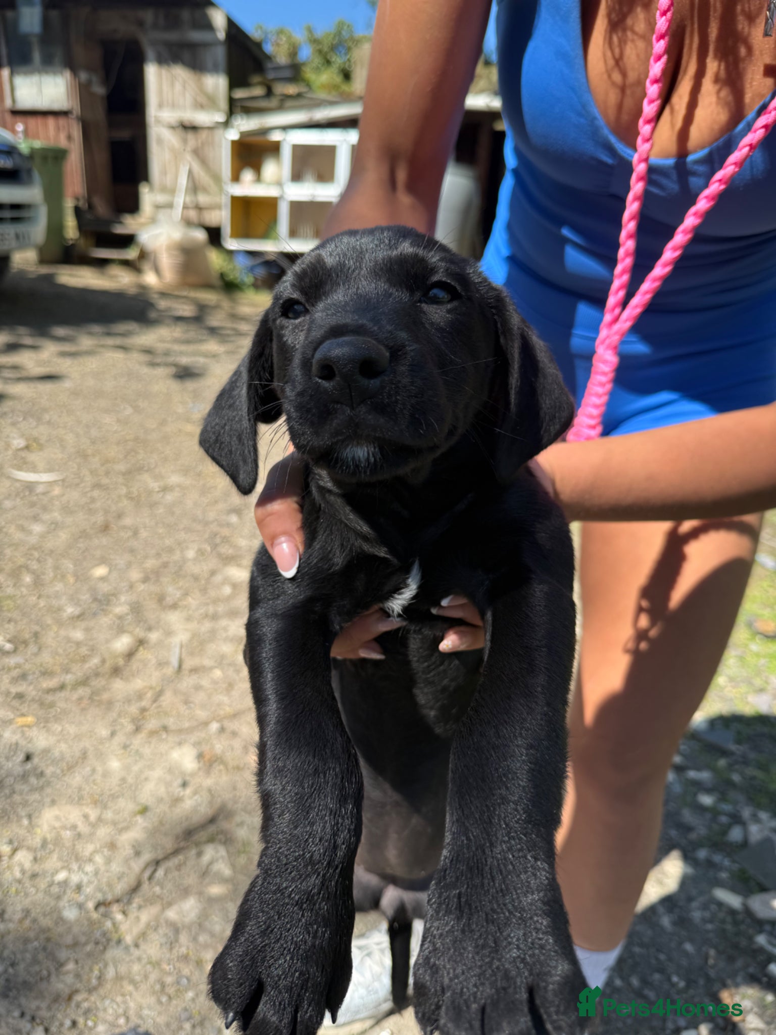 Mixed Breed dogs Springerdale bitch for sale  - Advert 7
