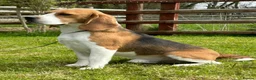 Beagle dogs for sale: Female Tri-Coloured Beagles  - Advert 2