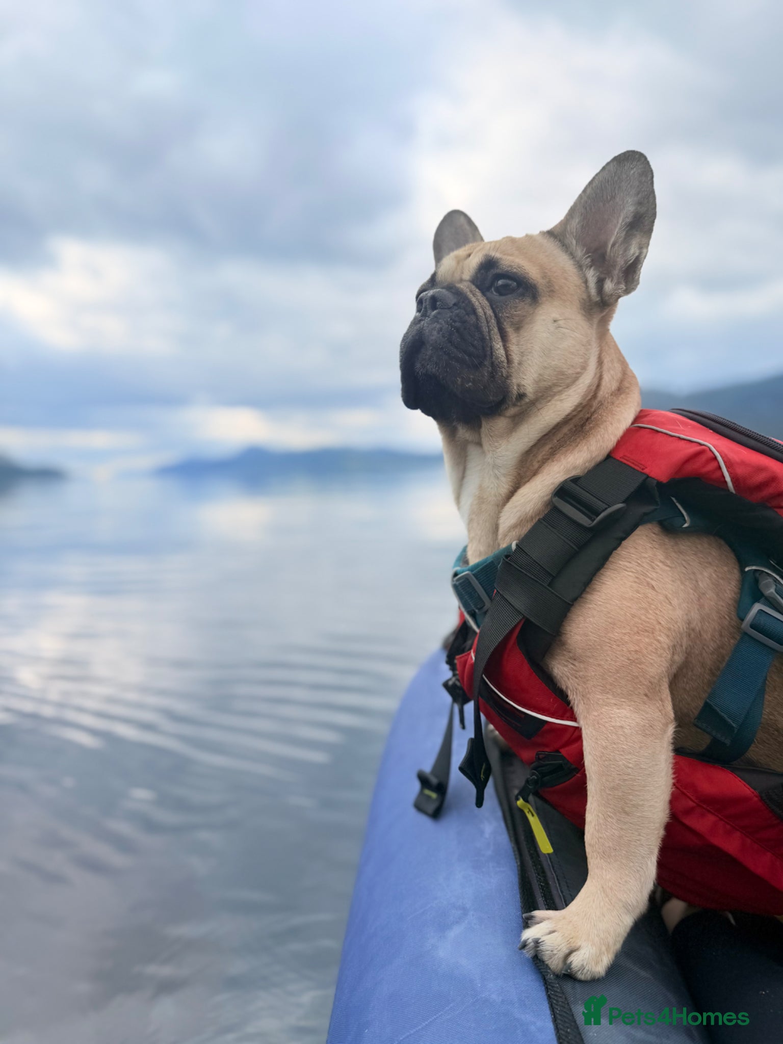 French Bulldog dogs Beautiful French bulldog  - Advert 5