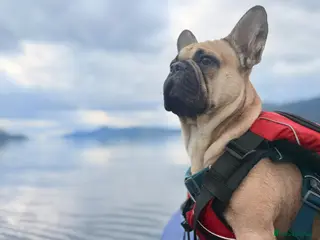 French Bulldog dogs Beautiful French bulldog - Advert 5