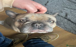 French Bulldog dogs for sale: 3 years old male frenchie  - Image 3