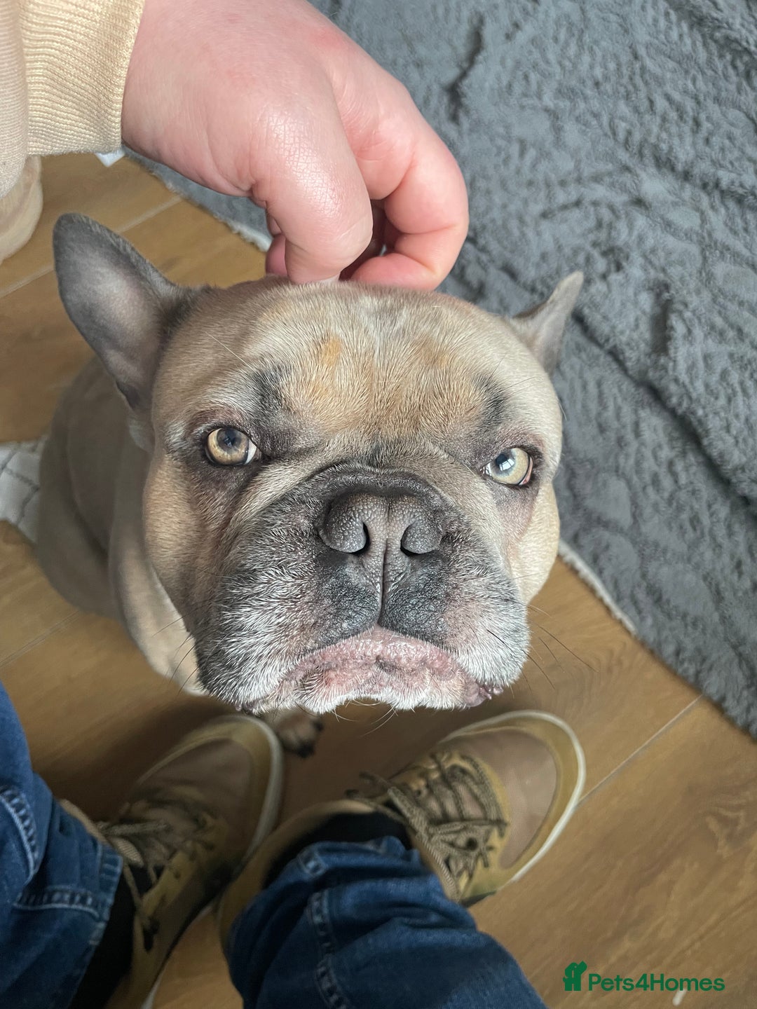 French Bulldog dogs for sale: 3 years old male frenchie  - Image 3