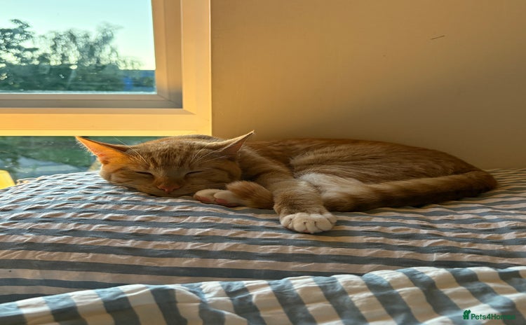 Domestic Shorthair cats - Advert 2