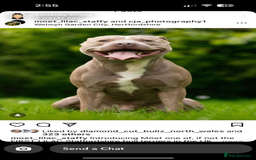 Staffordshire Bull Terrier dogs for sale: 1 puppy left Outstanding dual breeding  - Image 17