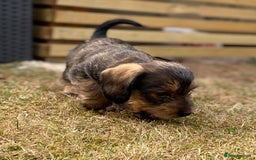 Dachshund dogs for sale: Schweenie puppies -ready to go! - Image 4