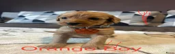 Labradoodle dogs for sale: Labradoodle Fox Red❤️❤️❤️ - Advert 9