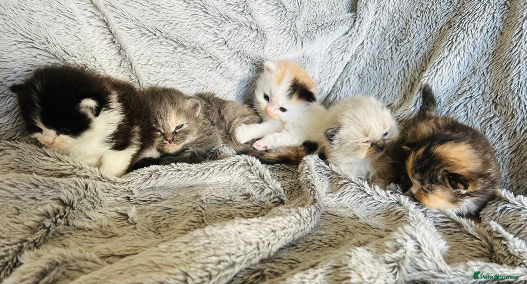 Ragdoll cats for sale: Ragdoll X Persian kittens - Image 1