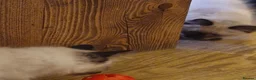 Ragdoll cats for sale: Ragdoll kittens in Newcastle upon Tyne - Advert 3