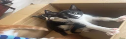 Mixed Breed cats for sale: Lovely kittens ready NOW!! - Advert 13