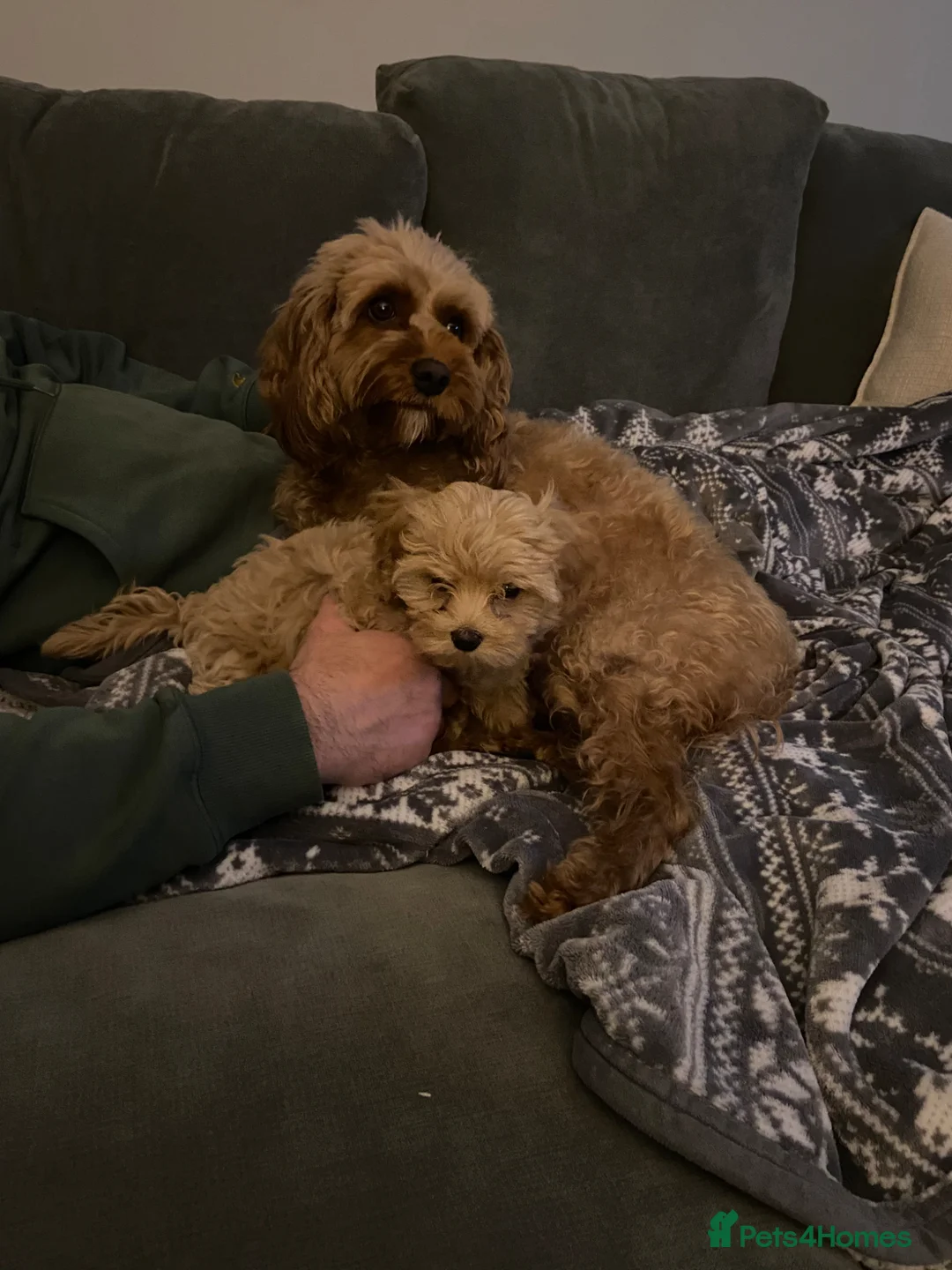 Mixed Breed dogs for sale: Gorgeous Cavapoo x Maltese 1 boy available 🩵 - Advert 2