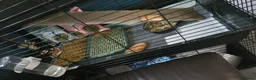 Guinea Pig rodents for sale: 2x female skinny pigs - Advert 10