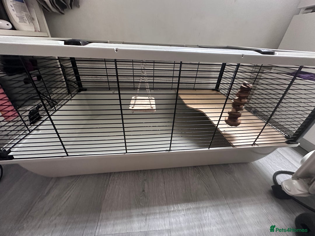 Hamster rodents for sale: Syrian Hamster + Cage – Sweet and Curious Girl - Advert 2