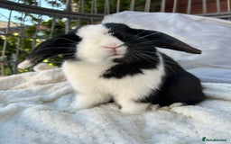 Mini Lop rabbits for sale: Two male mini lop rabbits looking for forever home - Advert 8