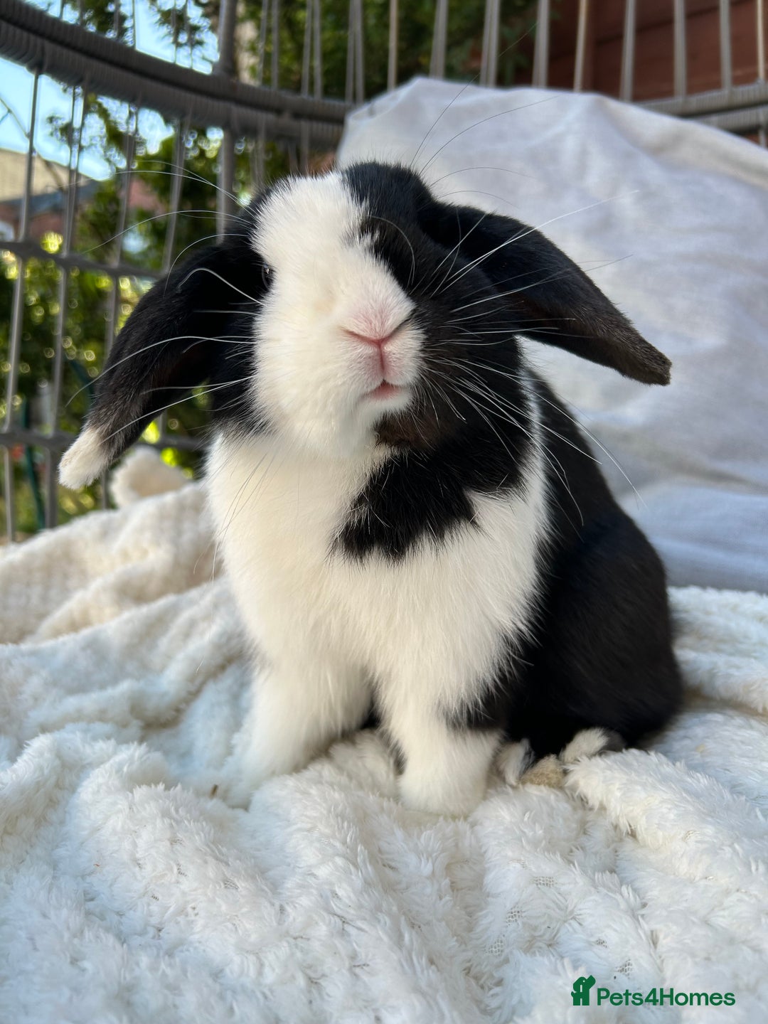 Mini Lop rabbits for sale: Two male mini lop rabbits looking for forever home - Advert 8