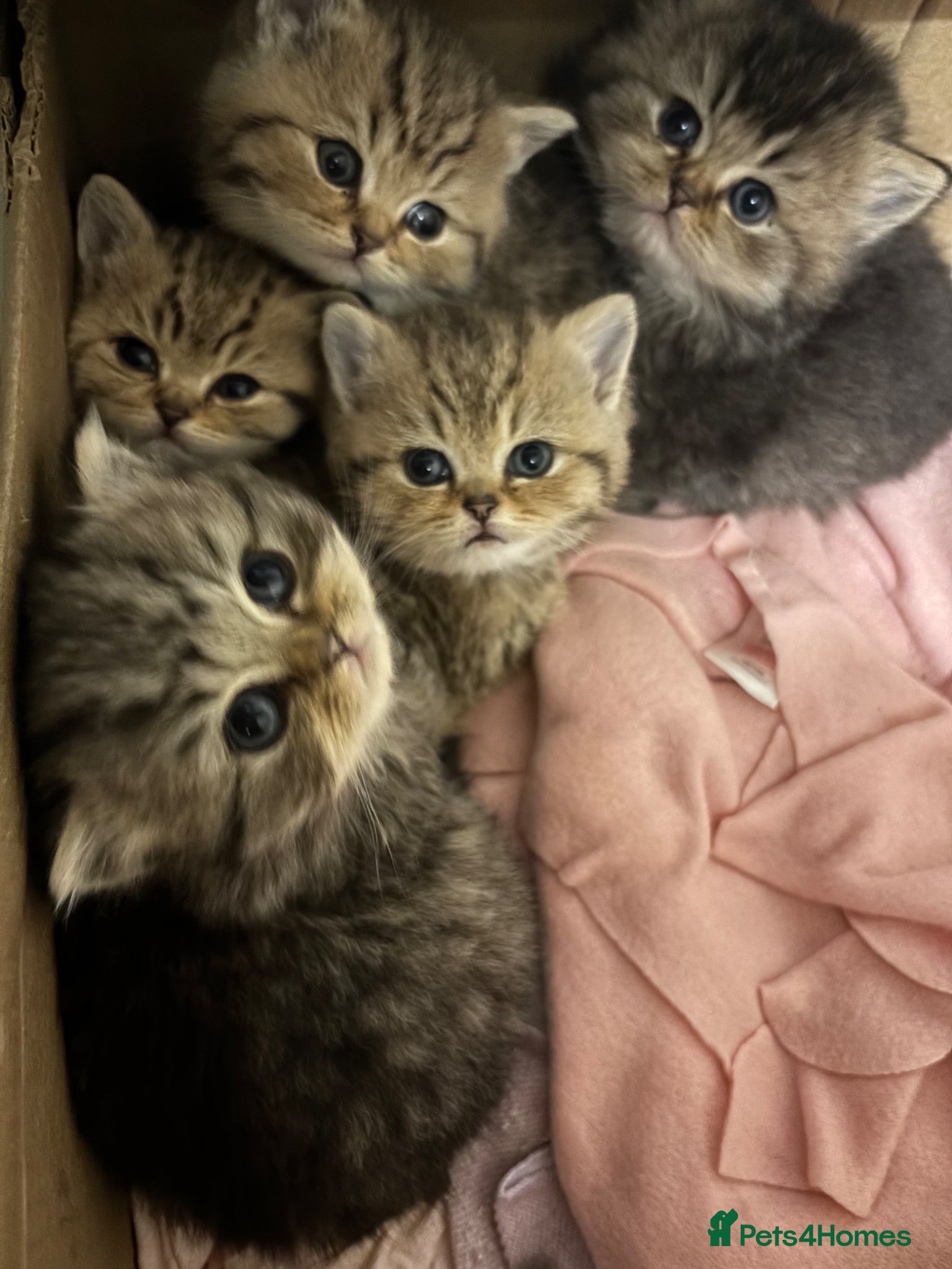 British Shorthair cats British shorthair kittens  - Advert 3