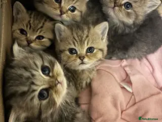 British Shorthair cats British shorthair kittens - Advert 1