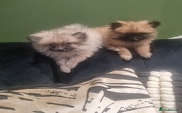 Pomeranian dogs for sale: Xxs Pomeraniums  - Image 22