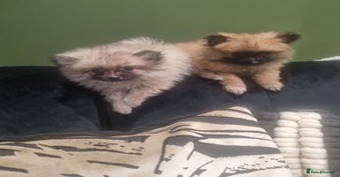 Pomeranian dogs - Advert 2