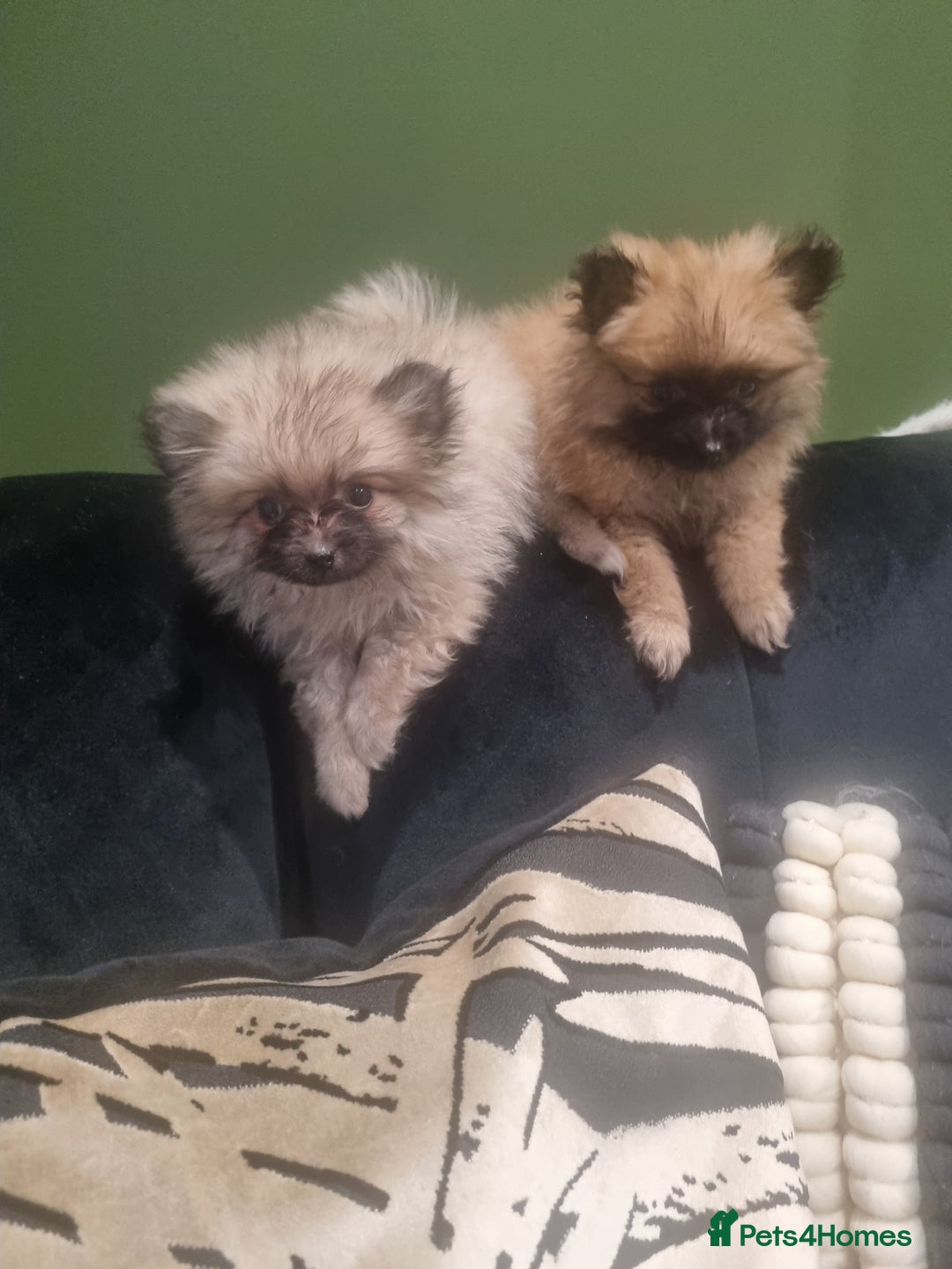Pomeranian dogs for sale: Xxs Pomeraniums  - Image 22