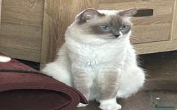 Ragdoll cats for sale: 2Male Kittens - Image 3