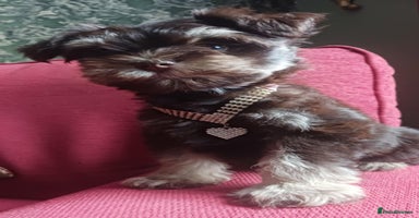 Miniature Schnauzer dogs - Advert 3