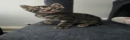 Mixed Breed cats for sale: Beautiful kittens  - Advert 29