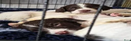 English Springer Spaniel dogs for sale: English springer spaniel puppies - Advert 8