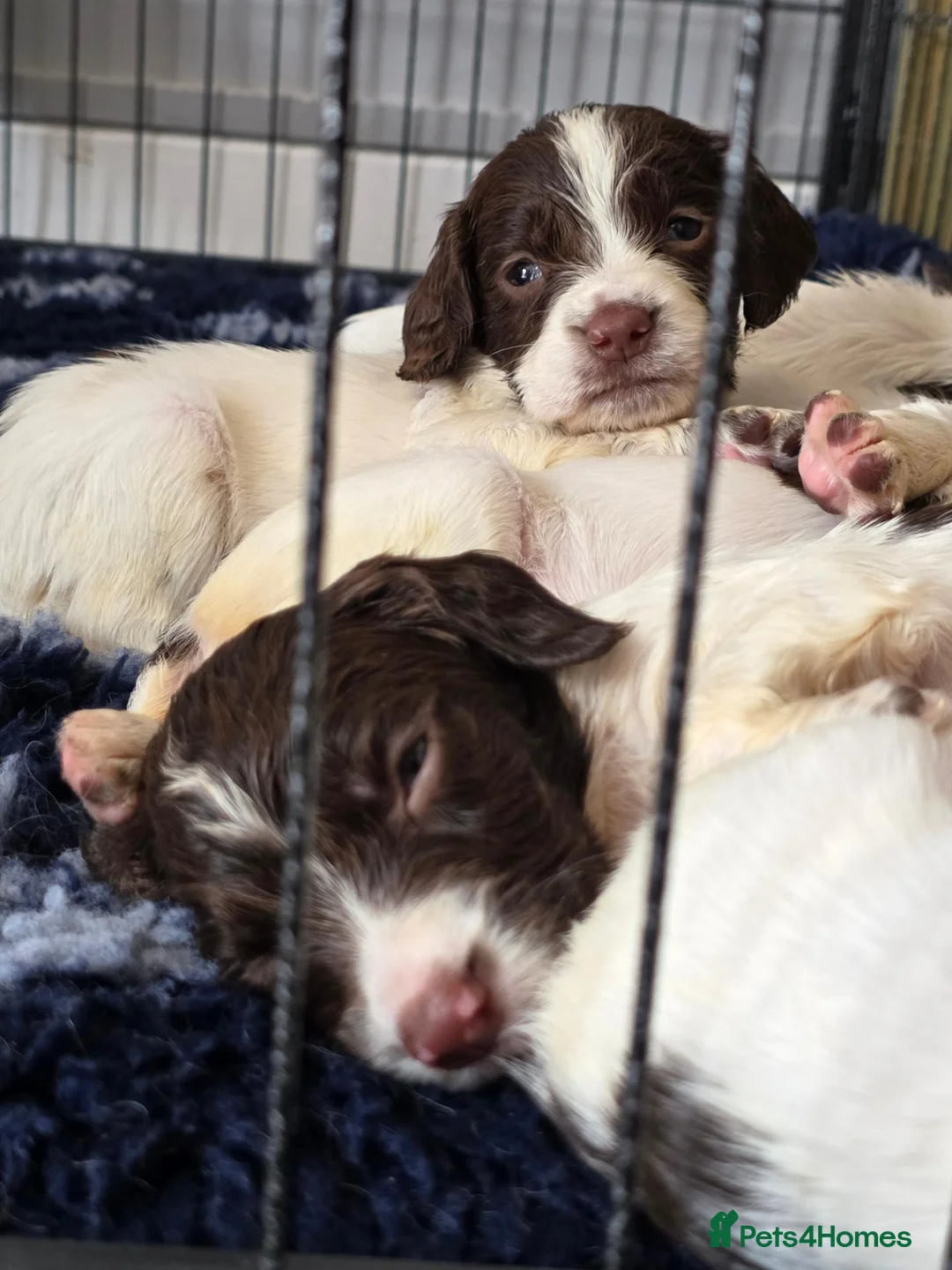 English Springer Spaniel dogs for sale: English springer spaniel puppies - Advert 12