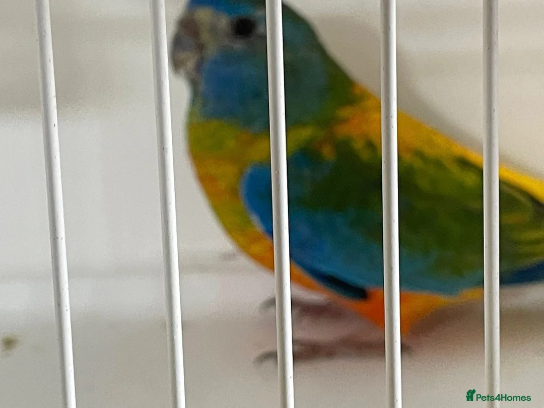 Parakeets birds for sale: Proven pair of Splendids - Advert 2