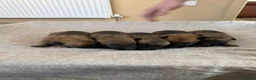 Belgian Shepherd Dog dogs for sale: Belgian Malinois Pups Ready 2nd October - Advert 12