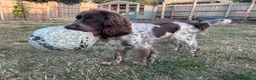Cocker Spaniel dogs for sale: Affectionate 18 months Female Show Cocker Spaniel in Warwick - Advert 7