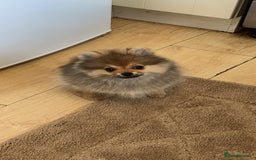 Pomeranian dogs for sale: ✨KC ready now last 3 girls  Pomeranian puppies in Wolverhampton - Image 6