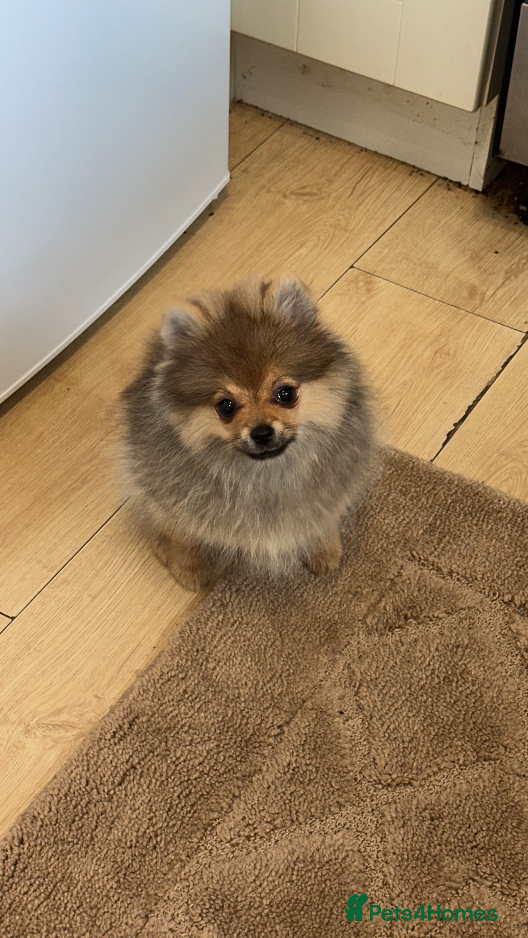 Pomeranian dogs for sale: ✨KC ready now last 3 girls  Pomeranian puppies in Wolverhampton - Image 6