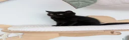 British Longhair cats for sale: GCCF British Longhair - Advert 9