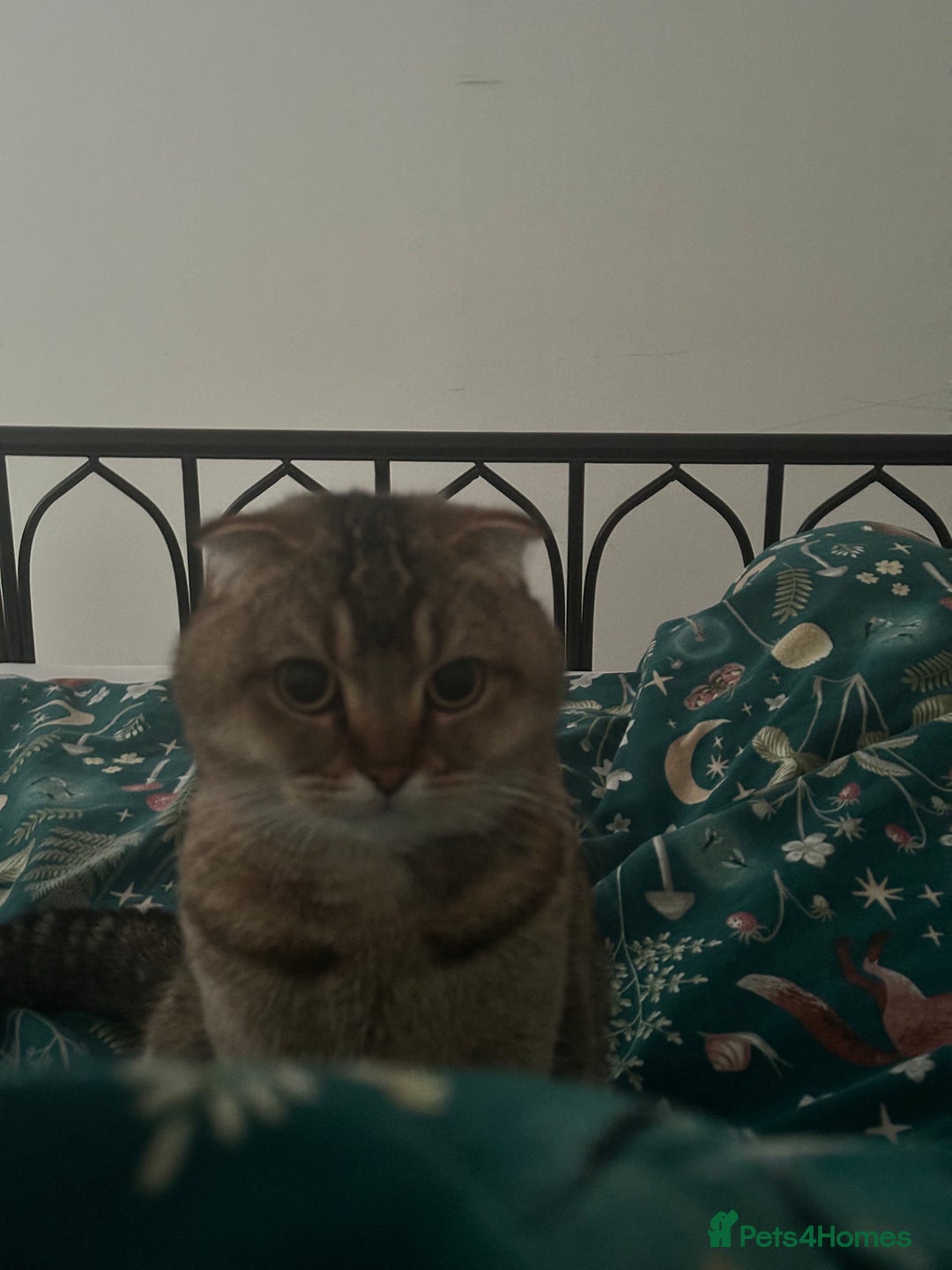 Scottish Fold cats for sale: Scottish fold 1 year old  - Advert 1