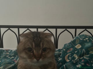 Scottish Fold cats Scottish fold 1 year old - Advert 1