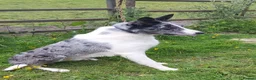 Border Collie dogs for sale: Beautiful Border Collies - Advert 17