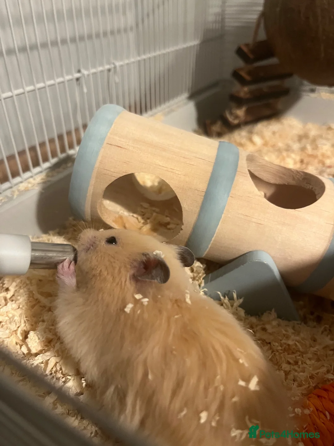 Hamster rodents for sale: Sydney in Sutton Coldfield - Advert 6