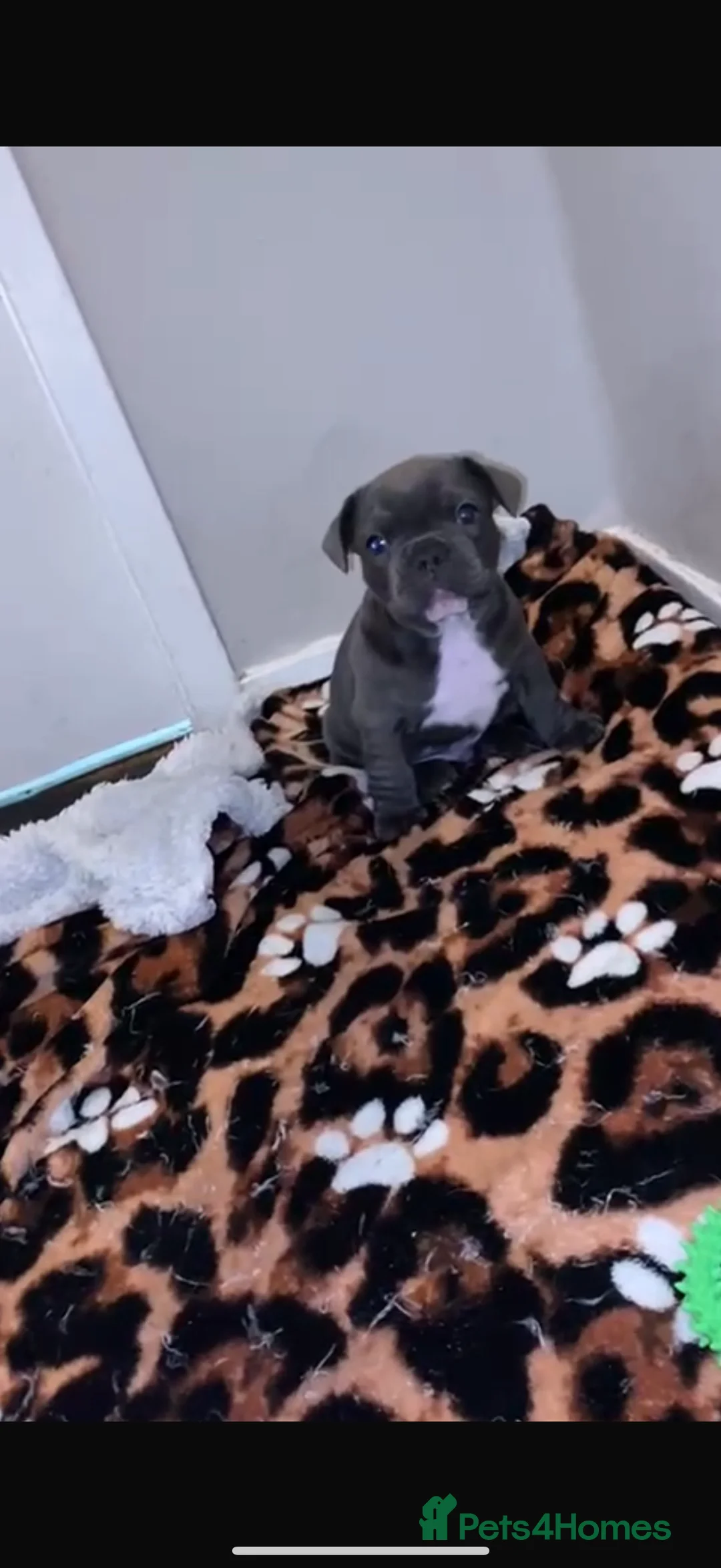 French Bulldog dogs for sale: French bulldog puppy  - Advert 4