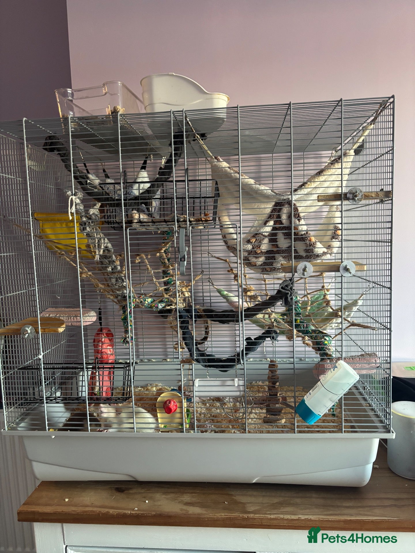 Rat rodents 3 female everything included (open to offers) - Advert 5
