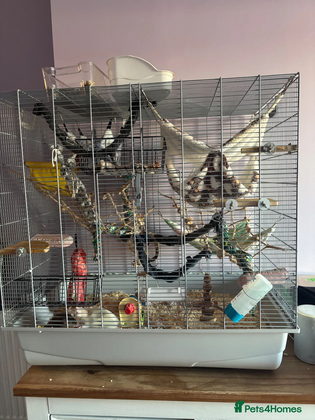 Rat rodents for sale: 3 female everything included (open to offers) in Poole - Advert 1