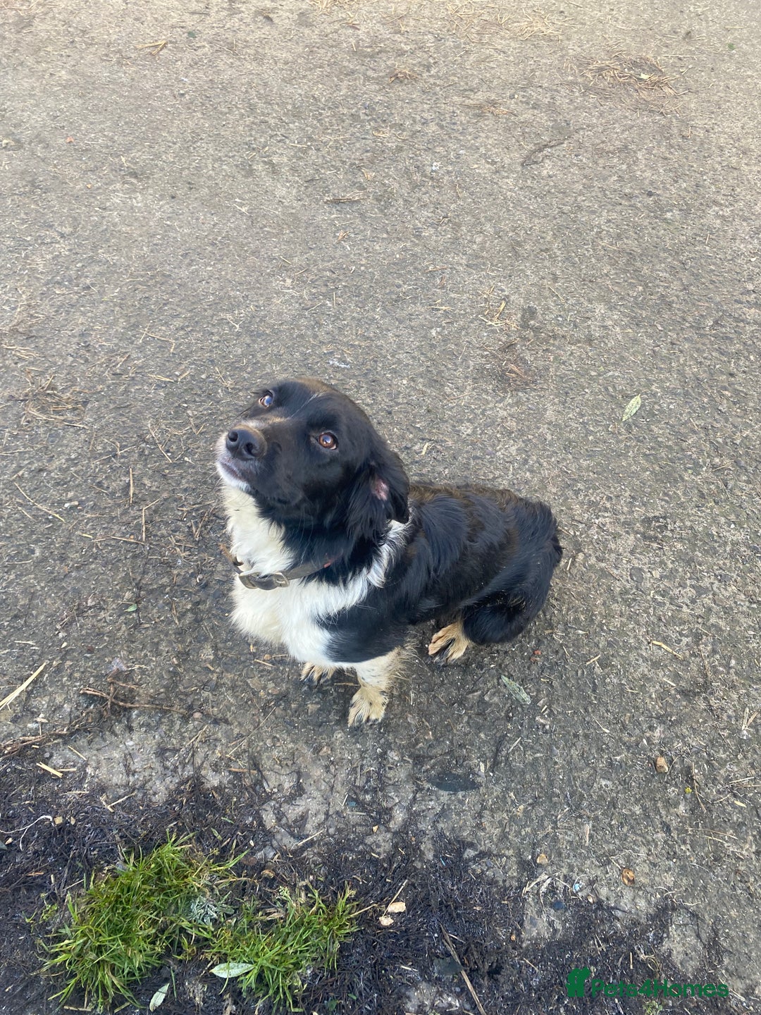 Mixed Breed dogs for sale: Cocker x collie puppies  - Advert 22