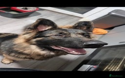 German Longhaired Pointer dogs for sale: German Shepherd Rehoming  - Image 11