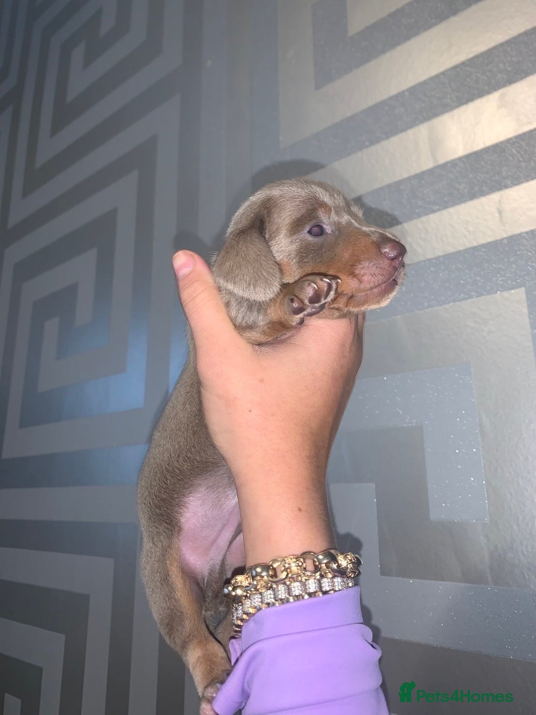 Miniature Dachshund dogs for sale: Kc miniature daschunds - Image 6