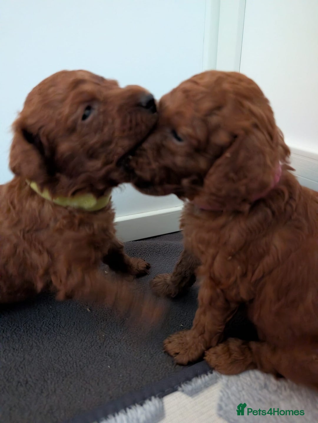 Miniature Poodle dogs for sale: Stunning red miniature poodle - Advert 15