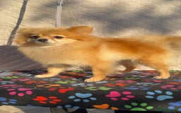 Pomeranian dogs for adoption: Minnie’s Story: From Cruelty to Courage - Image 3