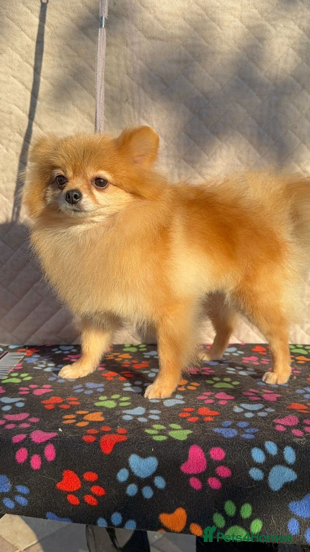 Pomeranian dogs for adoption: Minnie’s Story: From Cruelty to Courage - Image 3
