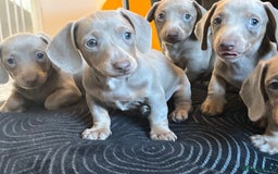 Dachshund dogs for sale: Beautiful Isabella pups exceptional quality  - Image 11