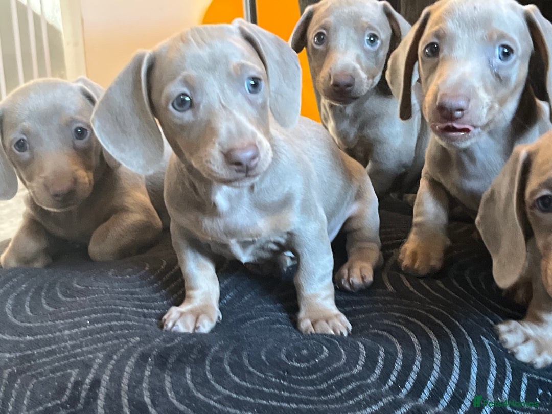 Dachshund dogs for sale: Beautiful Isabella pups exceptional quality  - Image 11